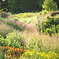cornellplantations_bioswale