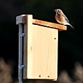 nestbox_120_female_bluebird_lansing_center_trail_by_suan_yong