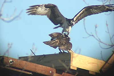 osprey_jg_onplatform