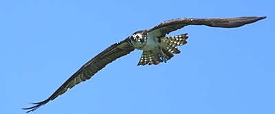 ospreycc__fatherflying