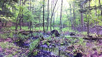 cornellplantation_natarea