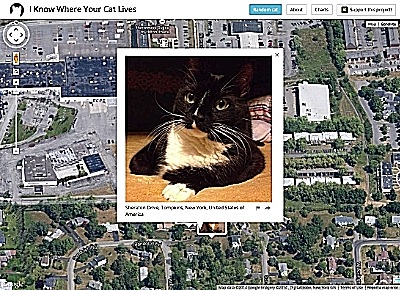 iknowwhereyourcatlives400