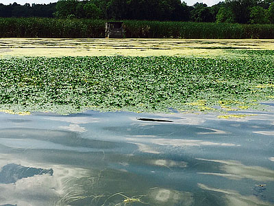 invasivewaterchestnut 400