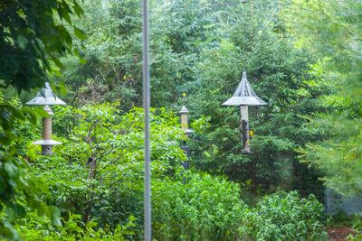 monroe Ornitholoy 21