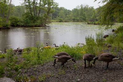 monroe Ornitholoy 22