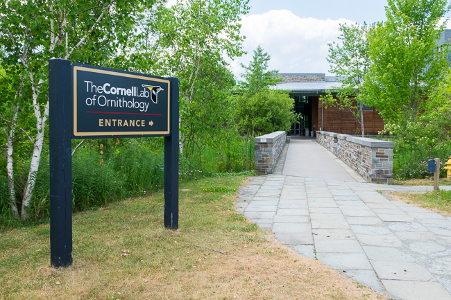 monroe Cornell Lab of Ornithology