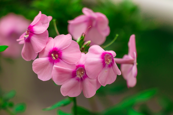 Photos by Diane Duthie