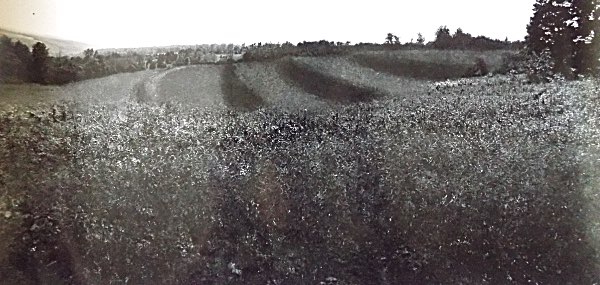 NYSEG created this retouched photograph to show what terraces and landscape would look like once the Pozzolana Park reclamation was completed. Pozzolana Park