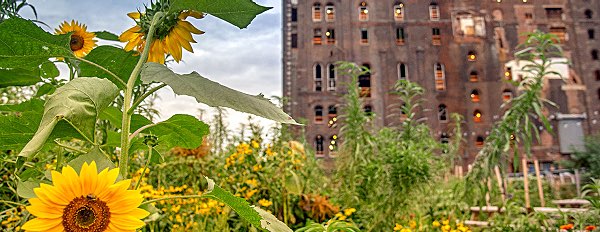 cornell CCEUrbanAgNYC2