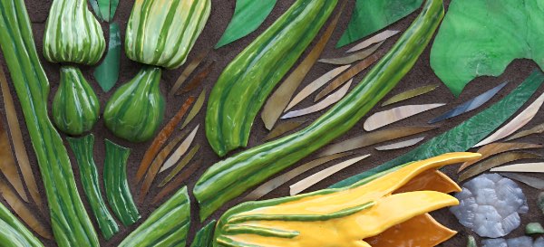 mos hoffman Squash Plant