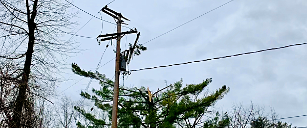 Tree DOwn