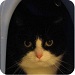 caitlin
